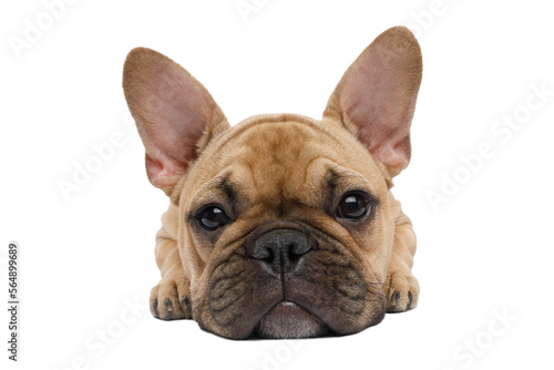 Closeup French bulldog lying and waiting  looking in camera on isolated white background  front view