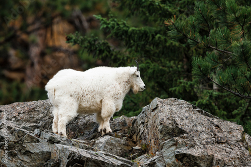 Mountain Goat photo