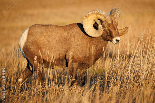 Bighorn Sheep