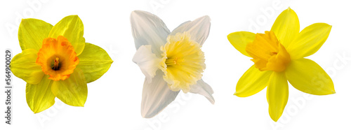daffodils isolated on white