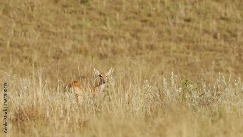 A Pampas deer (Ozotoceros bezoarticus) in a grassland with sunset light, natural habitat in San Luis, Argentina. A rarely seen endangered species. photo