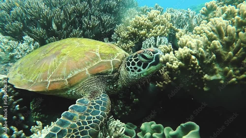 A Green Sea Turtle (Chelonia Mydas) on a tropical coral reef in the Philippines A Green Sea Turtle (Chelonia Mydas) on a tropical coral reef in the Philippines