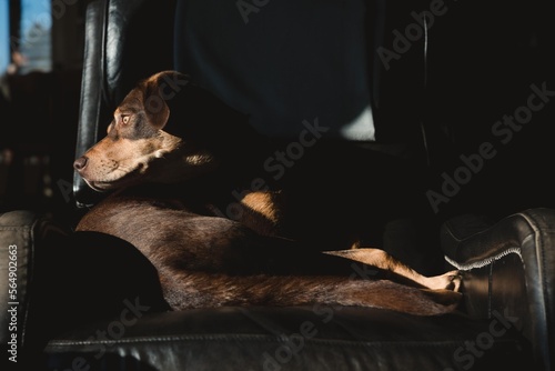 Brown and tan pet dog lounging in a leather recliner