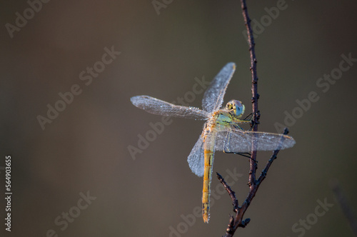 The dragonfly photo