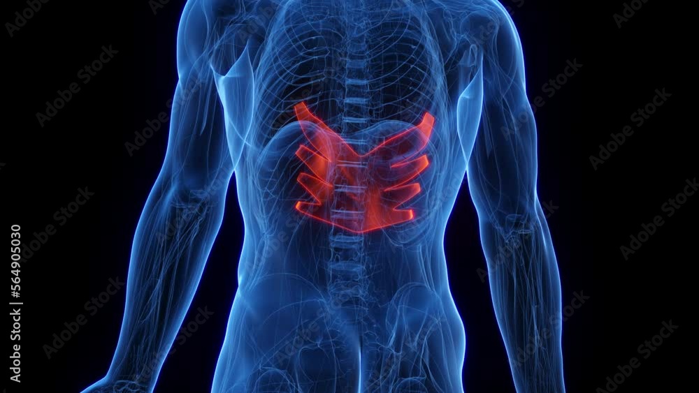 3D rendered medical animation of a man's serratus posterior inferior 3D rendered medical animation of a man's serratus posterior inferior
