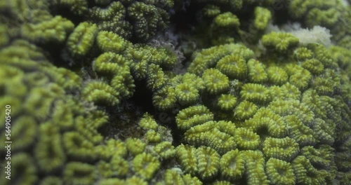 ''Dipsastraea speciosa'' is a species of colonial stony coral in the family Merulinidae. It is found in tropical waters of the Indian and Pacific oceans. photo