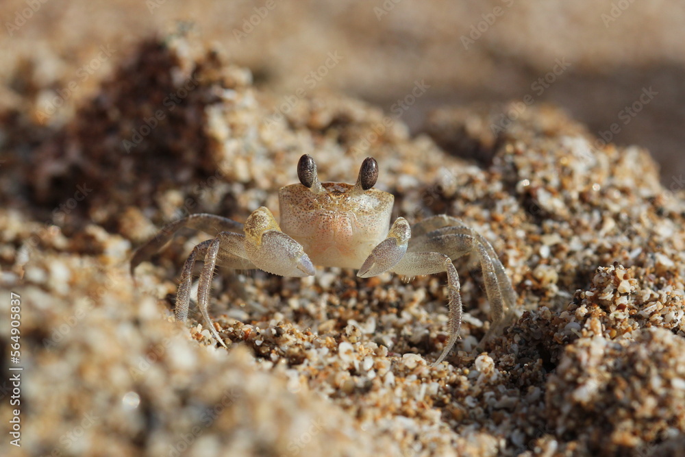 Seawater Crabs Seawater Crabs