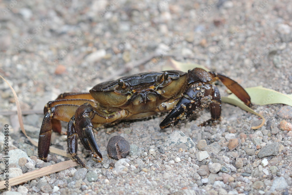 Seawater Crabs