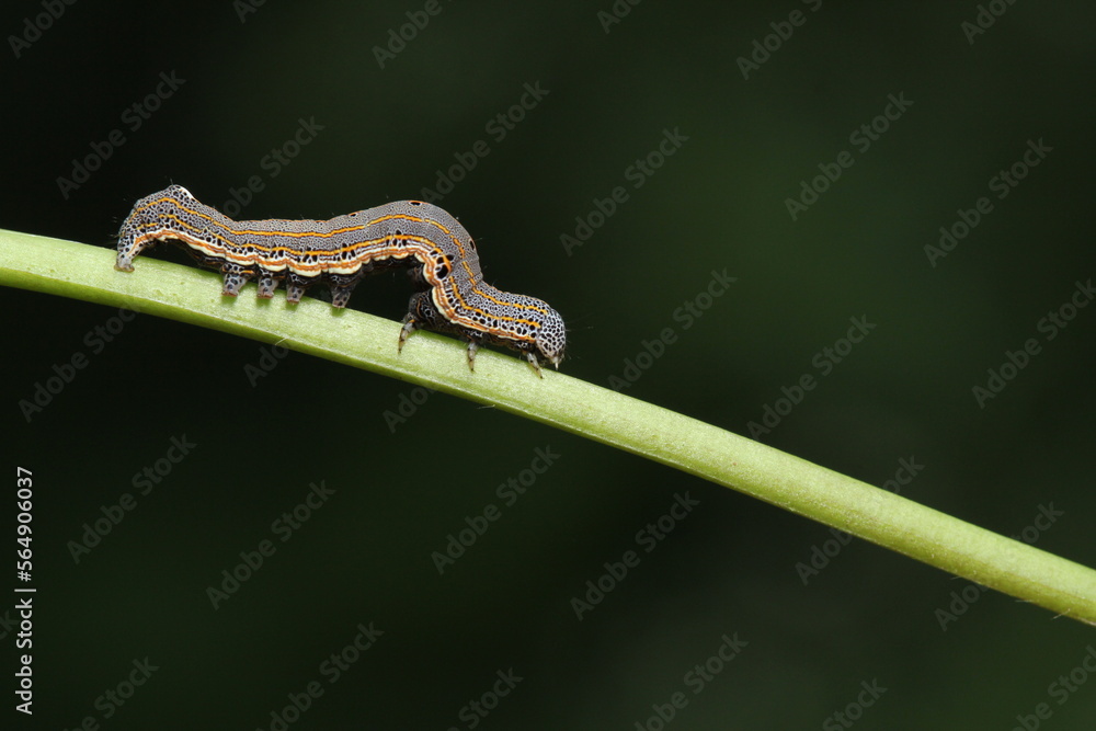Caterpillar ion Leaf Caterpillar ion Leaf