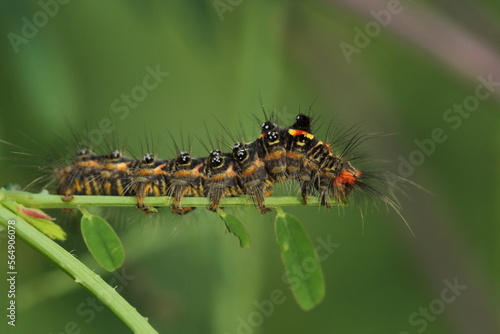 Caterpillar ion Leaf © Bhavya Joshi