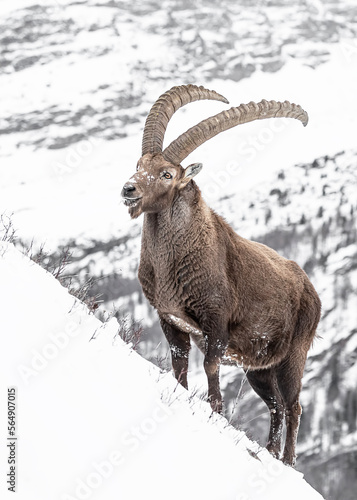 Alpine ibex male on snow (Capra ibex) © manuel