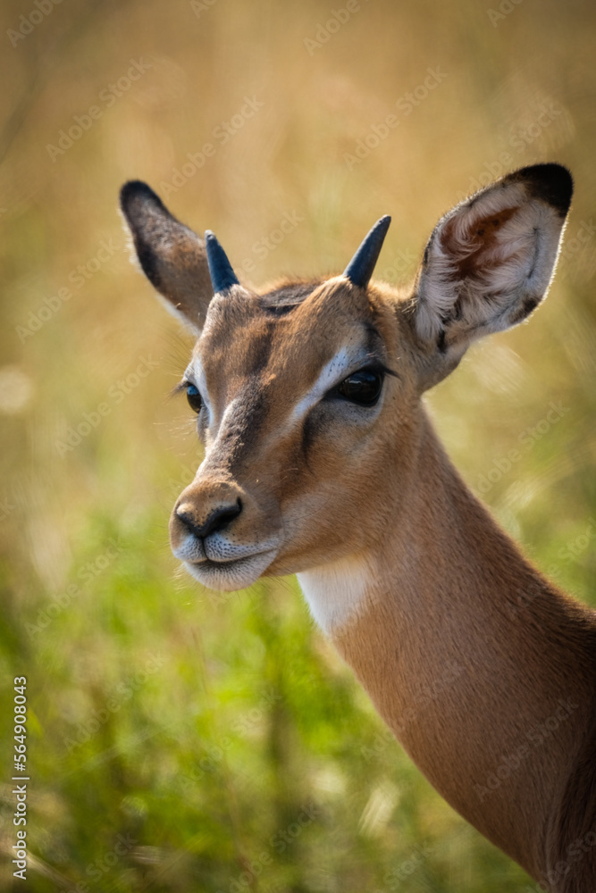 impala antelope portrait