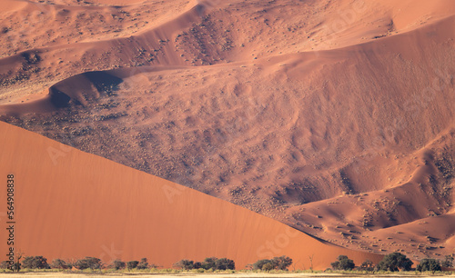 Big dune and trees in Namib desert, Namibia, Africa photo