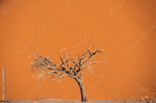 Big dune and tree in Namib desert, Namibia, Africa photo