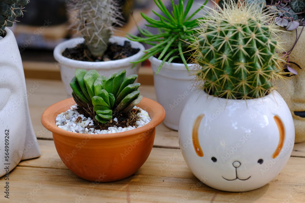 Group of various indoor cacti and succulent plants in pots, beautiful composition of plants in different pots. Group of various indoor cacti and succulent plants in pots, beautiful composition of plants in different pots.