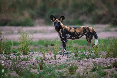 Wild Dog