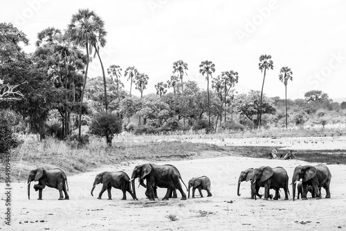 Canvas Print Herd of elephants