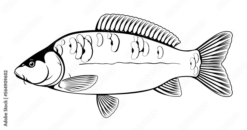 Obraz premium Realistic mirror carp fish in black and white isolated illustration, one freshwater fish on side view
