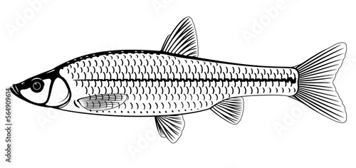 Realistic stone moroko fish in black and white isolated illustration, one small freshwater fish on side view