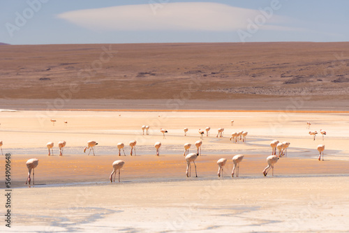 Flamingos in the red lake Uyuni salt flat photo