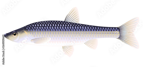 Realistic stone moroko fish isolated illustration, one small freshwater fish on side view