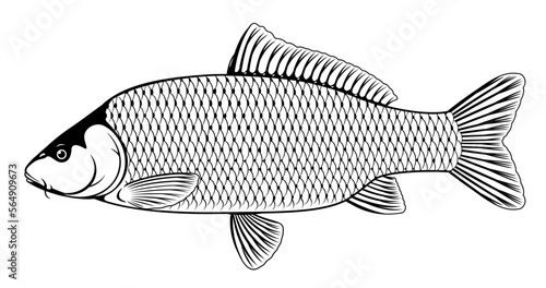 Realistic wild common carp fish in black and white isolated illustration, one freshwater fish on side view