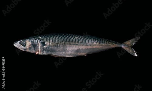 Fresh mackerel on dark background photo