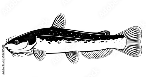 Realistic channel catfish isolated illustration in black and white isolated illustration, one big freshwater fish with long barbels and tail, bottom-dwelling fish