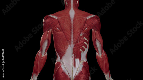 Back muscles anatomy illustration photo