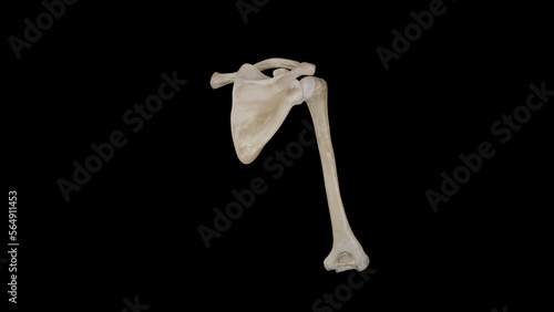 Bones of Shoulder Girdle - Posterior View
