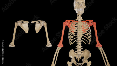 Medical Ilustration of Bones of Shoulder Girdle