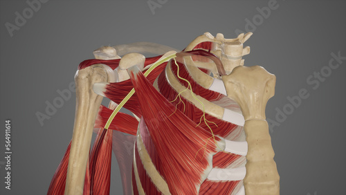 Branch of First Part of Axillary Artery-Superior Thoracic Artery photo