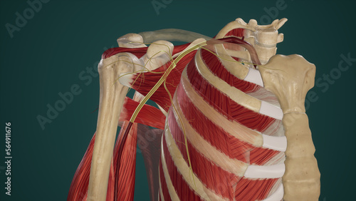 Branches of Second Part of Axillary Artery photo