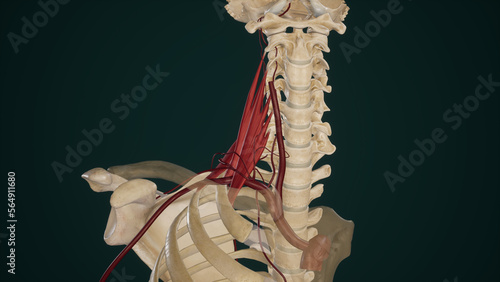 Branches of Subclavian Artery photo