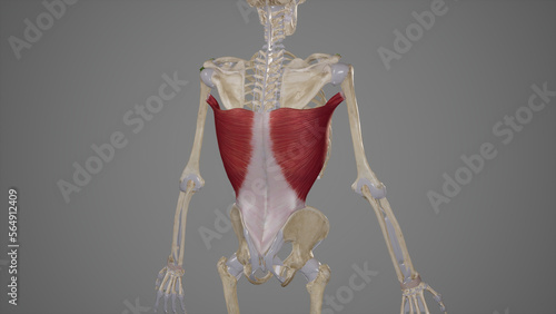 Latissimus Dorsi Muscle Anatomy