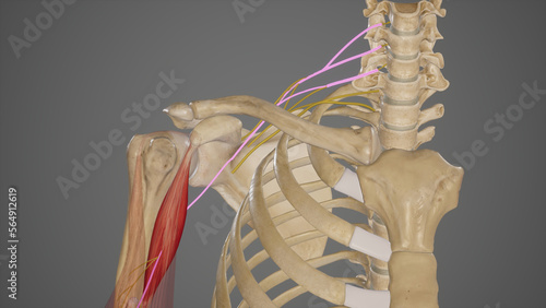 Origin of Musculocutaneous Nerve
