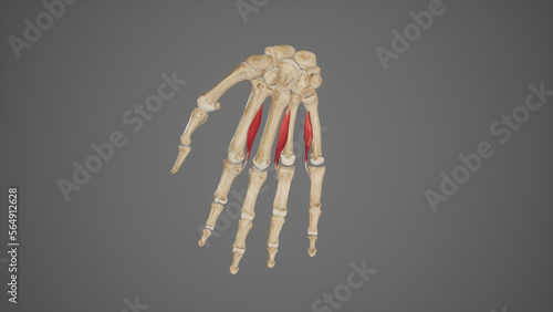 Palmar Interossei of Hand