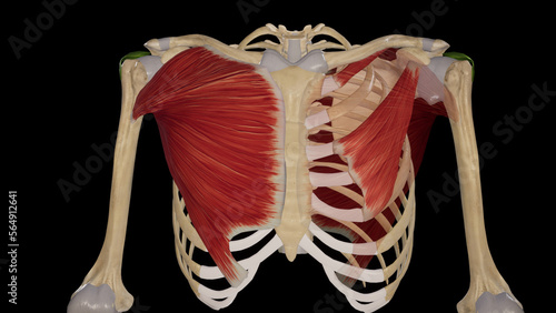 Medical Illustration of Pectoral Muscles photo