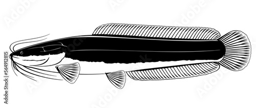 Realistic African sharptooth catfish in side view in black and white isolated illustration, one big freshwater fish Clarias gariepinus with long barbels and tail, bottom-dwelling fish for aquaculture