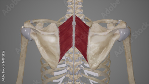 Rhomboid Muscles photo