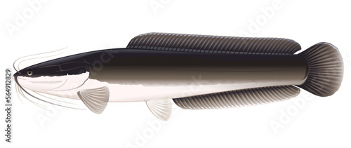 Realistic African sharptooth catfish in side view isolated illustration, one big freshwater fish Clarias gariepinus with long barbels and tail, bottom-dwelling fish for aquaculture photo