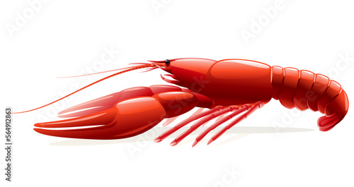 One red boiled narrow-clawed crayfish isolated illustration, realistic freshwater European crayfish on side view