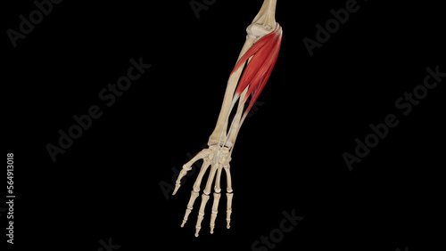 Superficial Flexor Muscles of Forearm