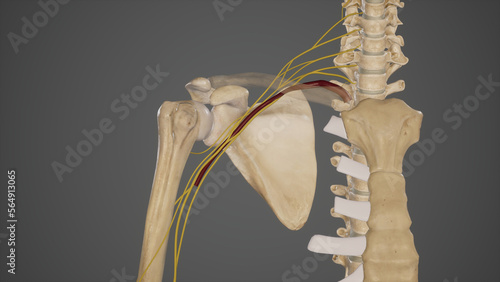 Terminal Branches of Brachial Plexus
