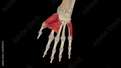 Thenar and Hypothenar Muscles photo