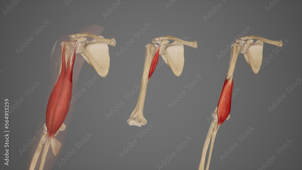 Anterior Muscles of Arm Stock Illustration | Adobe Stock
