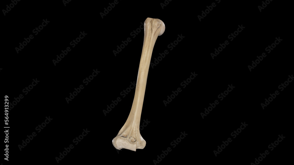 Anterior view of Right Humerus Anterior view of Right Humerus