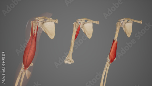 Anterior Muscles of Arm photo
