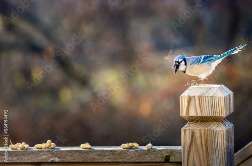 Blue Jay bird visible breath after eating peanuts on a home back deck photo