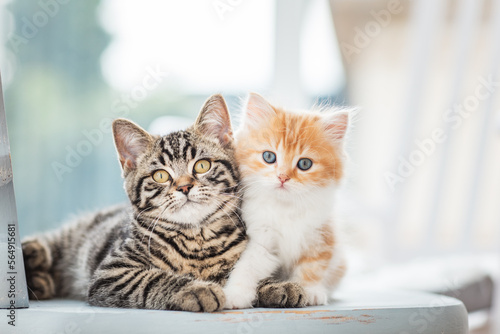 zwei Katzen auf Stuhl im Wohnzimmer, helle Umgebung